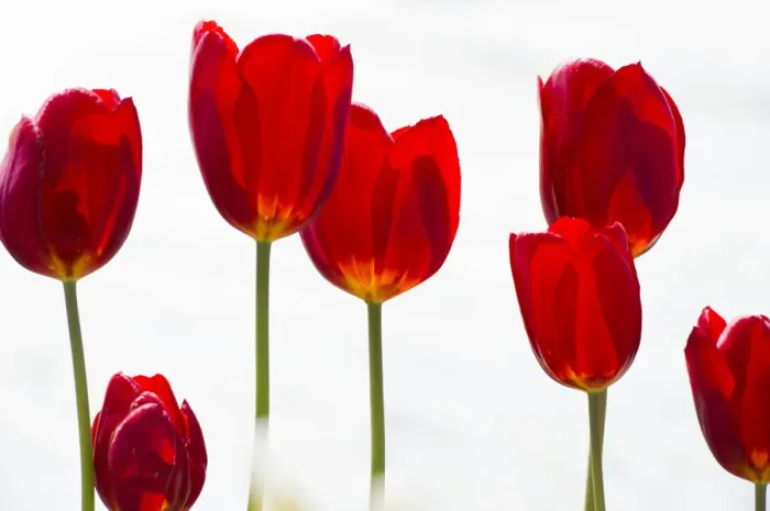 Framed Print : Red tulips -Tulipa- Framed Print : Red tulips -Tulipa-
