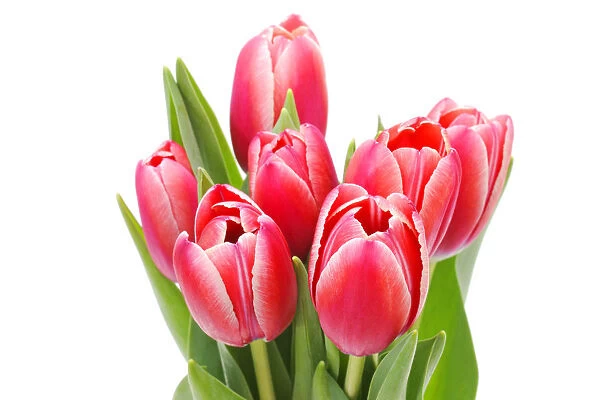 Red tulips -Tulipa-