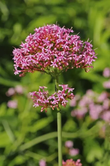 Framed Print : Red Valerian -Centranthus ruber-, Europe Framed Print : Red Valerian -Centranthus ruber-, Europe