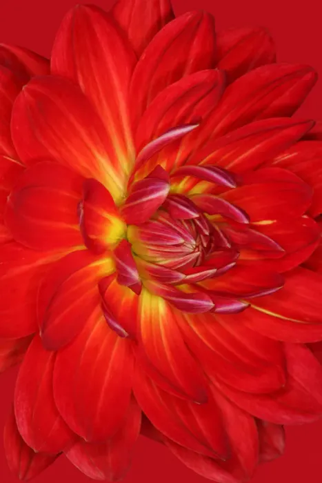 Framed Print : Red Velvet Framed Print : Red Velvet