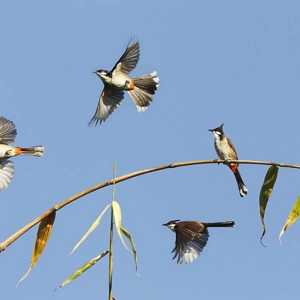 Red Whiskered Bulbuls in flight