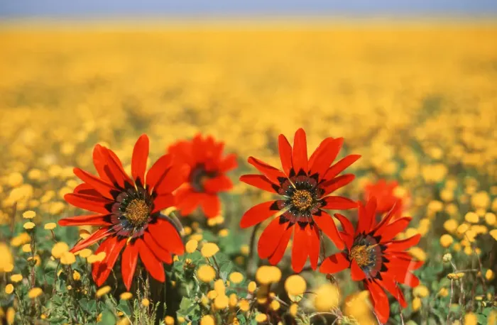 Framed Print : Four Red Wild Daisies amongst a Field of Yellow Wild Flowers Framed Print : Four Red Wild Daisies amongst a Field of Yellow Wild Flowers