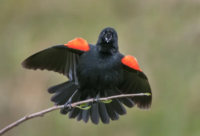 Framed Print : red-wing blackbird Framed Print : red-wing blackbird