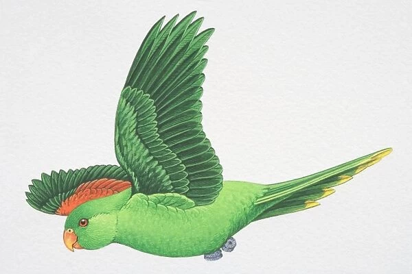 Red-winged or Crimson-winged Parrot (Aprosmictus erythropterus), green parrot with red wing feathers flying, side view