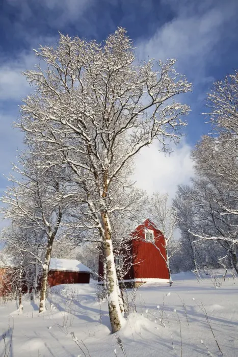 Framed Print : Red wooden house in winter, Tromso, Norway, Europe