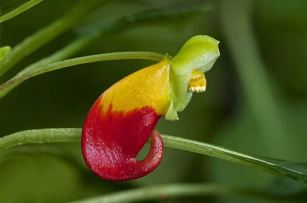Red and yellow flower of the Congo Cockatoo -Impatiens niamniamensis-, Lateinamerika