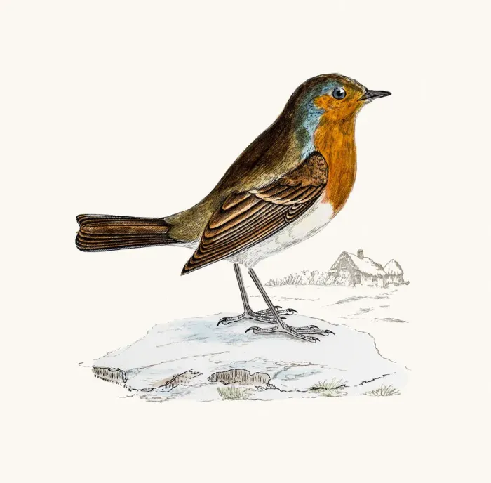Framed Print : Redbreast bird Framed Print : Redbreast bird