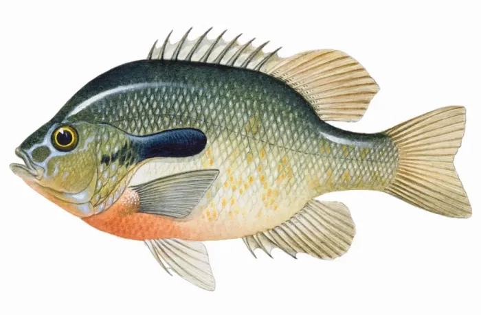 Framed Print : Redbreast Sunfish (Lepomis auritus), freshwater fish Framed Print : Redbreast Sunfish (Lepomis auritus), freshwater fish