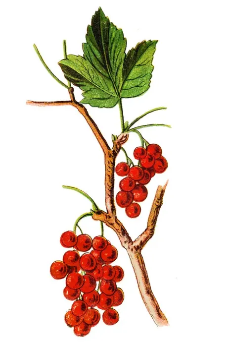 Framed Print : The redcurrant, or red currant (Ribes rubrum) Framed Print : The redcurrant, or red currant (Ribes rubrum)