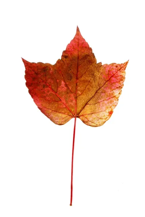 Framed Print : Reddish-coloured autumn leaf, Virginia creeper Framed Print : Reddish-coloured autumn leaf, Virginia creeper