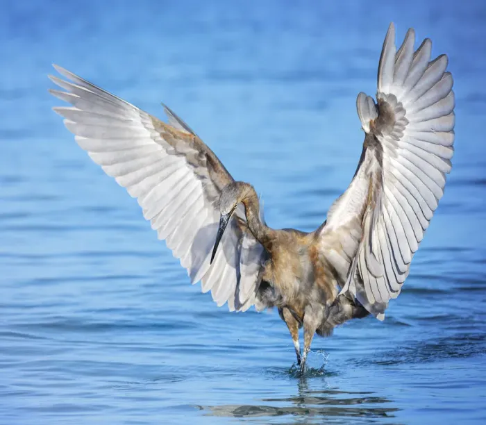 Framed Print : Reddish Egret with Angel Wings at Fort Myers Beach, Florida Framed Print : Reddish Egret with Angel Wings at Fort Myers Beach, Florida