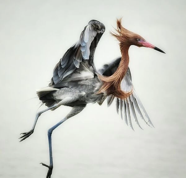 Reddish egret jumping in shallow waters