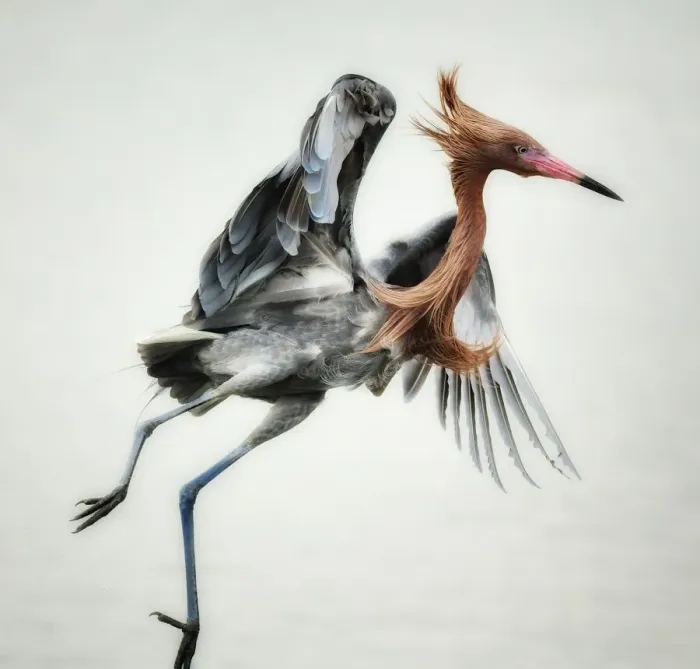 Framed Print : Reddish egret jumping in shallow waters Framed Print : Reddish egret jumping in shallow waters