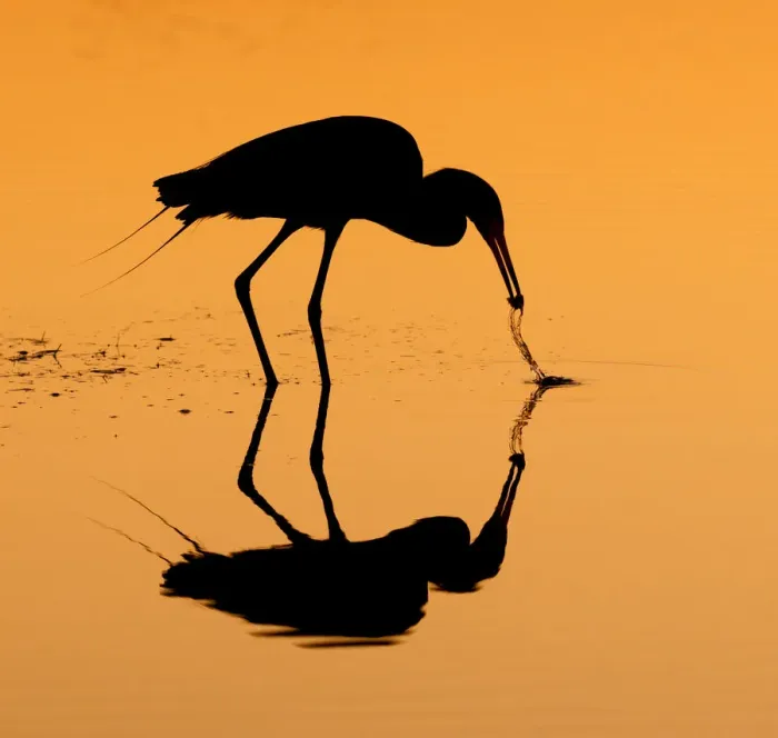 Framed Print : reddish egret in silhouette Framed Print : reddish egret in silhouette