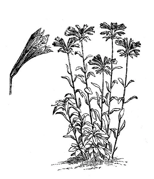 Redoute Flower (Alstroemeria pelegrina)
