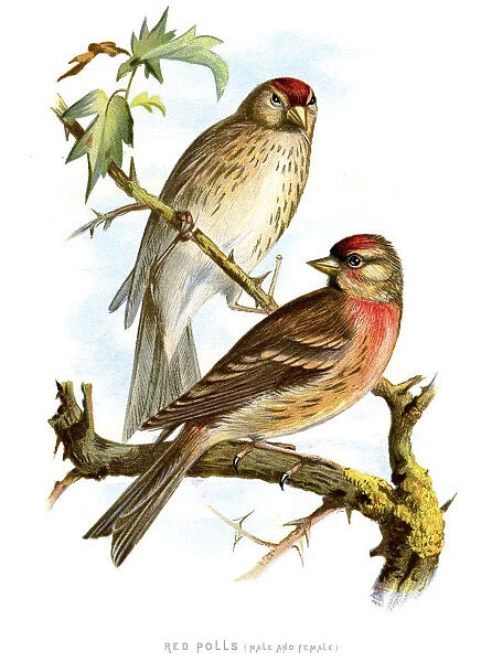 Redpoll. Vintage lithograph from 1883 of a pair of Redpolls