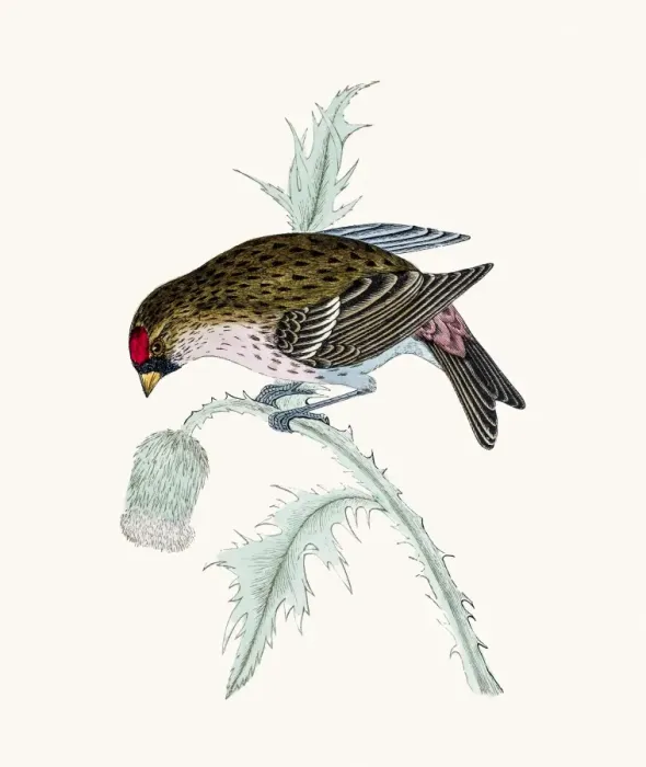 Framed Print : Redpoll bird Framed Print : Redpoll bird