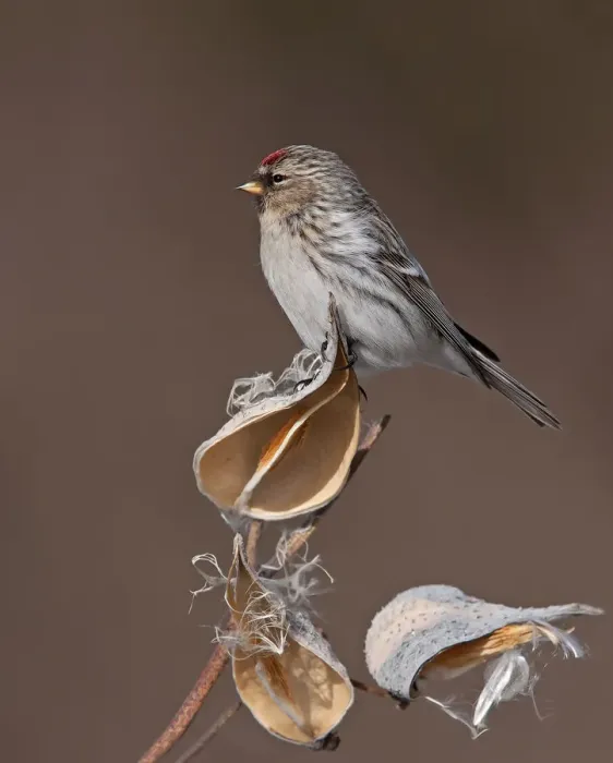 Framed Print : Redpoll on milkweed Framed Print : Redpoll on milkweed