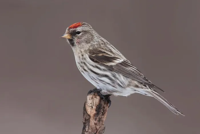 Framed Print : Redpoll in winter Framed Print : Redpoll in winter