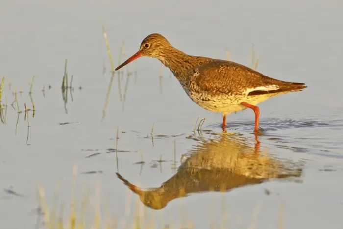 Framed Print : Redshank -Tringa totanus-, Burgenland, Austria, Europe Framed Print : Redshank -Tringa totanus-, Burgenland, Austria, Europe