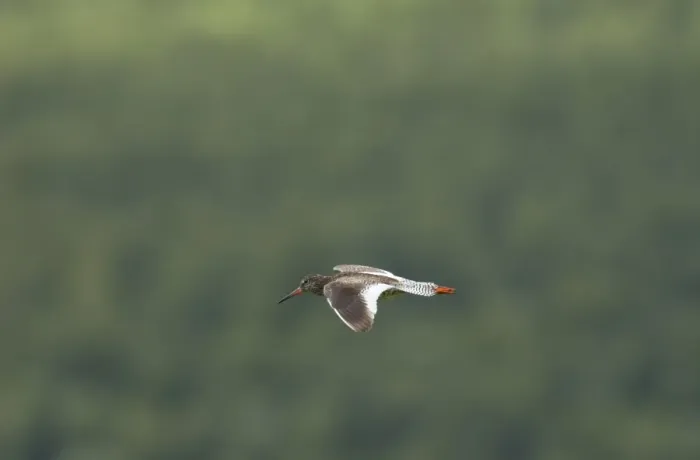Framed Print : Redshank (Tringa totanus) in flight, Lofoten, Norway, Scandinavia, Europe Framed Print : Redshank (Tringa totanus) in flight, Lofoten, Norway, Scandinavia, Europe