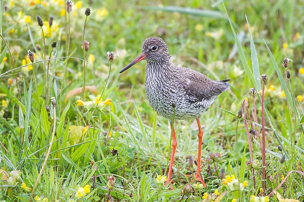 Redshank -Tringa totanus- on a meadow, Texel, West Frisian Islands, North Holland, Holland, The Netherlands