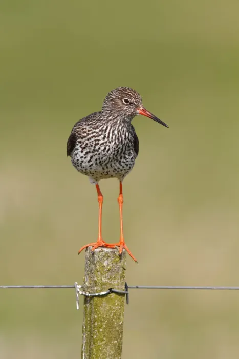 Framed Print : Redshank -Tringa totanus- perched on a fence post, Lauwersmeer National Park, Holland, Netherlands, Europe Framed Print : Redshank -Tringa totanus- perched on a fence post, Lauwersmeer National Park, Holland, Netherlands, Europe