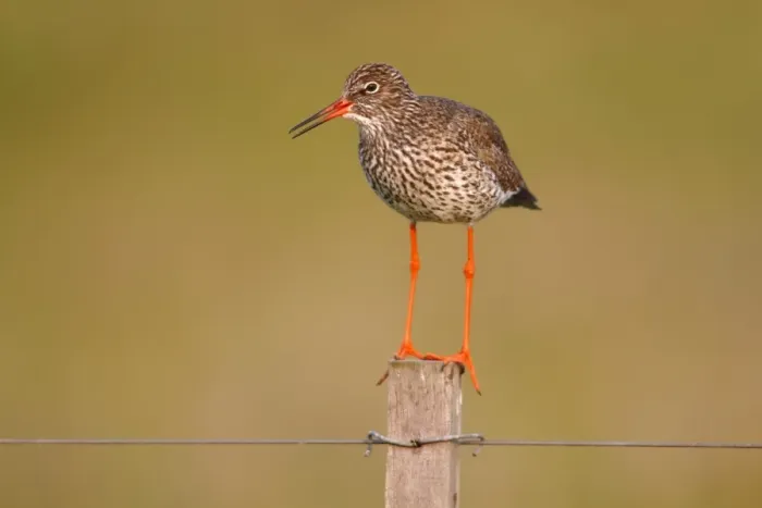 Framed Print : Redshank -Tringa totanus- perched on a fence post, Lauwersmeer National Park, Holland, Netherlands, Europe Framed Print : Redshank -Tringa totanus- perched on a fence post, Lauwersmeer National Park, Holland, Netherlands, Europe