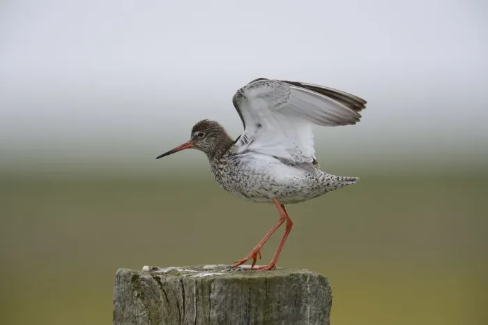 Framed Print : Redshank -Tringa totanus- perched on a post, Buren, Ameland, The Netherlands Framed Print : Redshank -Tringa totanus- perched on a post, Buren, Ameland, The Netherlands