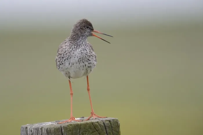 Framed Print : Redshank -Tringa totanus- perched on a post, Buren, Ameland, The Netherlands Framed Print : Redshank -Tringa totanus- perched on a post, Buren, Ameland, The Netherlands