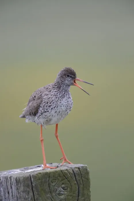 Framed Print : Redshank -Tringa totanus- perched on a post, Buren, Ameland, The Netherlands Framed Print : Redshank -Tringa totanus- perched on a post, Buren, Ameland, The Netherlands