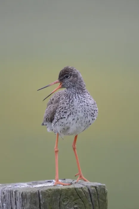 Framed Print : Redshank -Tringa totanus- perched on a post, Buren, Ameland, The Netherlands Framed Print : Redshank -Tringa totanus- perched on a post, Buren, Ameland, The Netherlands