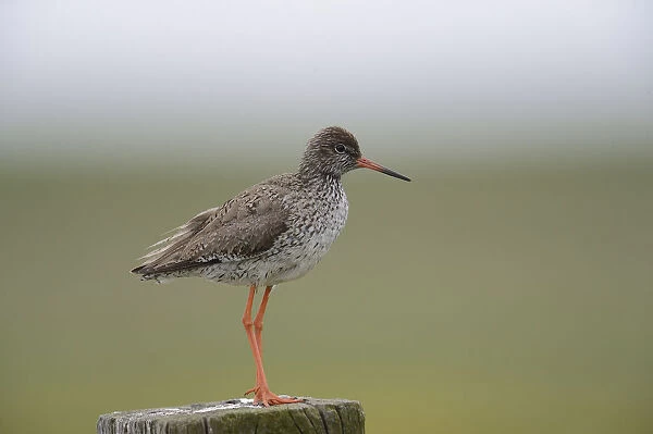 Redshank -Tringa totanus- perched on a post, Buren, Ameland, The Netherlands