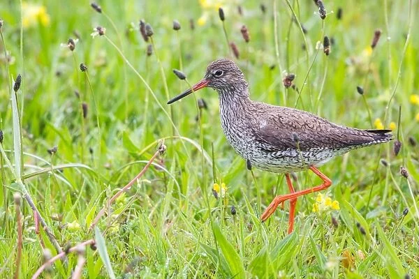 Redshank -Tringa totanus- wading on a meadow, Texel, West Frisian Islands, North Holland, Holland, The Netherlands