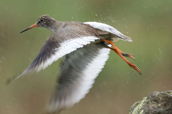 Redshank Wild bird takes off in heavy rain