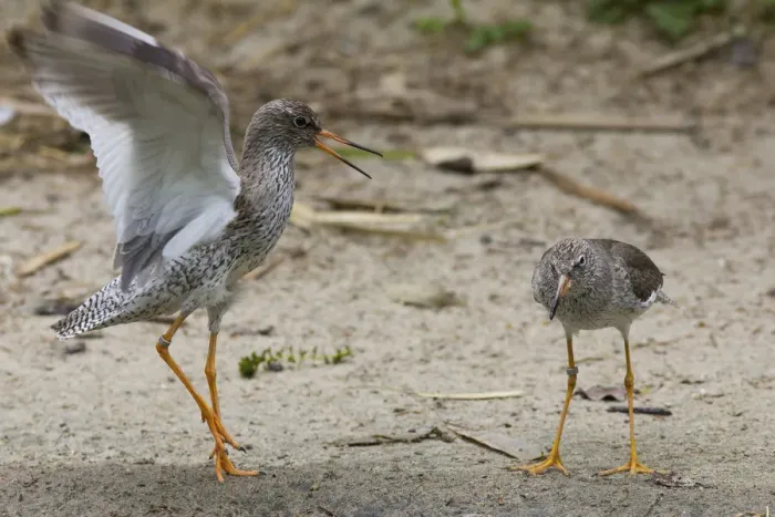 Framed Print : Redshanks -Tringa totanus- during courtship, Rheine, Munsterland, Nordrhein-Westfalen, Germany Framed Print : Redshanks -Tringa totanus- during courtship, Rheine, Munsterland, Nordrhein-Westfalen, Germany