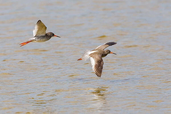 Two Redshanks -Tringa totanus- in flight over water, Lake Neusiedl, Austria