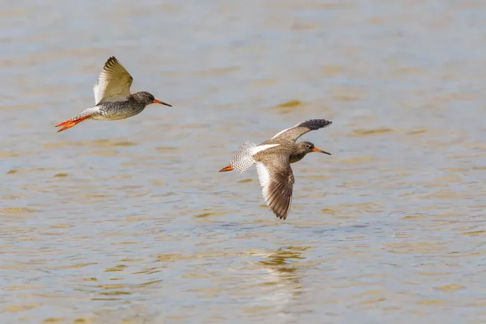 Framed Print : Two Redshanks -Tringa totanus- in flight over water, Lake Neusiedl, Austria Framed Print : Two Redshanks -Tringa totanus- in flight over water, Lake Neusiedl, Austria