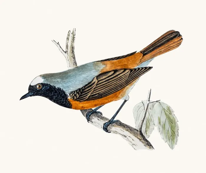 Framed Print : Redstart bird Framed Print : Redstart bird