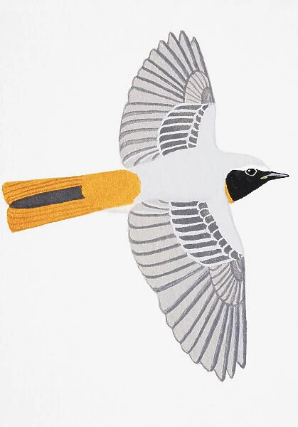 Redstart (Phoenicurus phoenicurus), adult male
