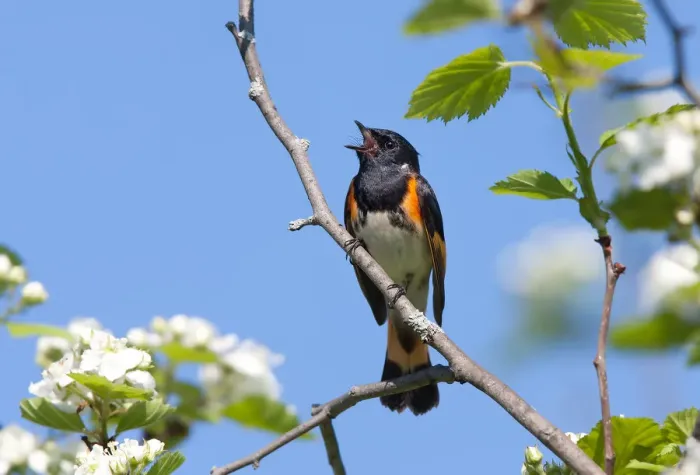 Framed Print : Redstart singing Framed Print : Redstart singing