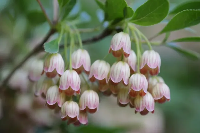 Framed Print : Redvein enkianthus -Enkianthus campanulatus- Framed Print : Redvein enkianthus -Enkianthus campanulatus-