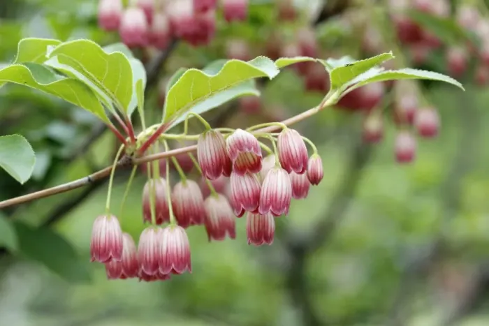 Framed Print : Redvein Enkianthus -Enkianthus campanulatus-, North Rhine-Westphalia, Germany Framed Print : Redvein Enkianthus -Enkianthus campanulatus-, North Rhine-Westphalia, Germany