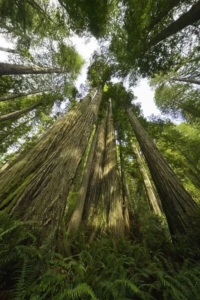 Redwood trees, Redwood National Park, California