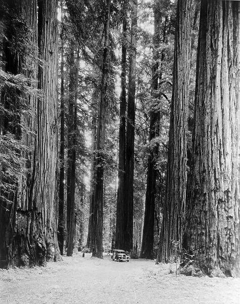 Redwoods. circa 1930: A car dwarfed by giant redwood trees in Bull Creek Flat
