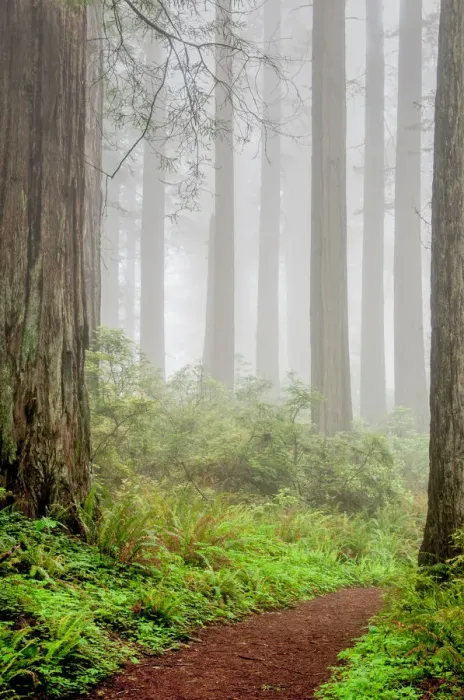 Framed Print : redwoods, trunks, fog, California Framed Print : redwoods, trunks, fog, California