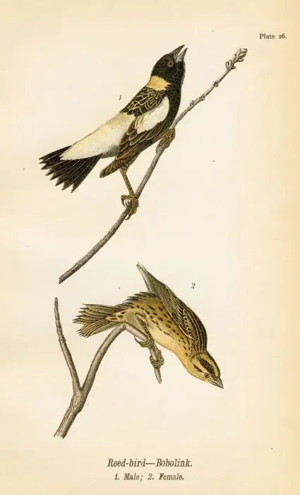 Framed Print : Reed bird lithograph 1890 Framed Print : Reed bird lithograph 1890
