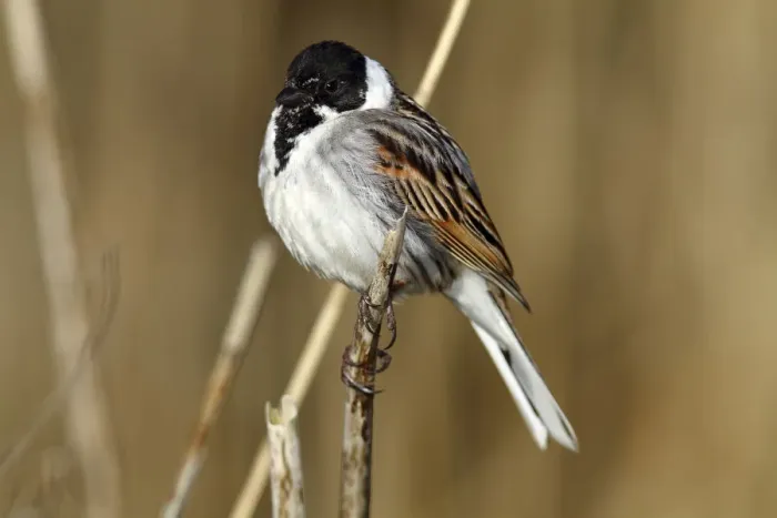 Framed Print : Reed Bunting -Emberiza schoeniclus-, male on a reed, Lauwersmeer National Park, Lauwers Sea, Holland, Netherlands, Europe Framed Print : Reed Bunting -Emberiza schoeniclus-, male on a reed, Lauwersmeer National Park, Lauwers Sea, Holland, Netherlands, Europe