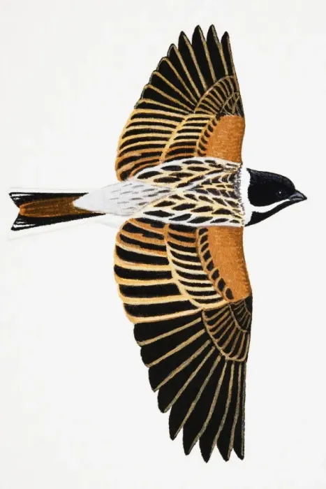 Framed Print : Reed Bunting (Emberiza schoeniclus), adult male