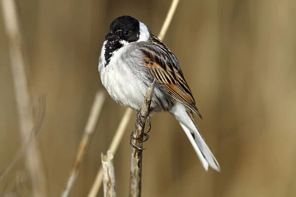 Reed Bunting -Emberiza schoeniclus-, male on a reed, Lauwersmeer National Park, Lauwers Sea, Holland, Netherlands, Europe